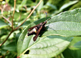 Image of The Boneset Borer