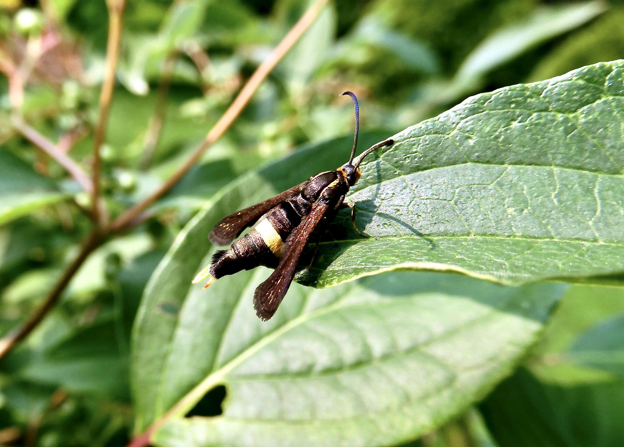 Image of The Boneset Borer