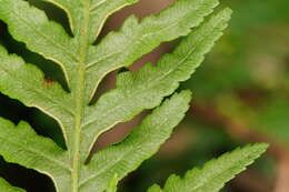 Image of Pteris epaleata D. J. Ohlsen