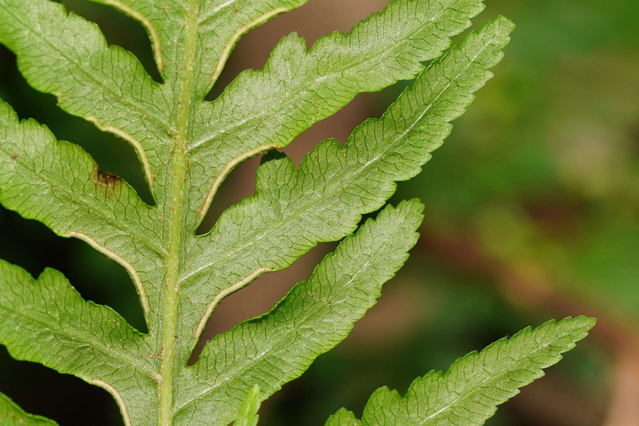 Sivun Pteris epaleata D. J. Ohlsen kuva