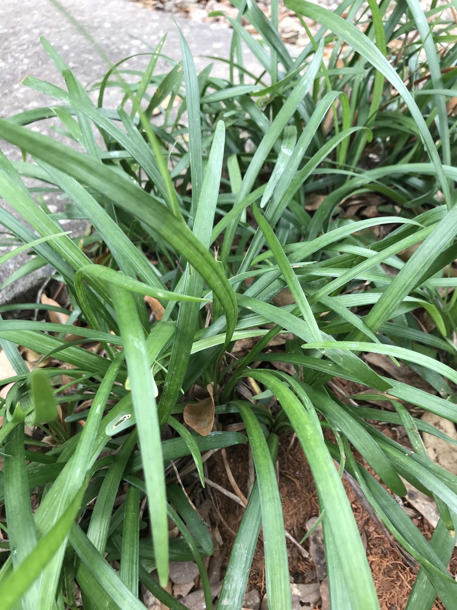 Image of Big blue lilyturf'