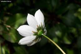 Image of Cosmos palmeri Robinson