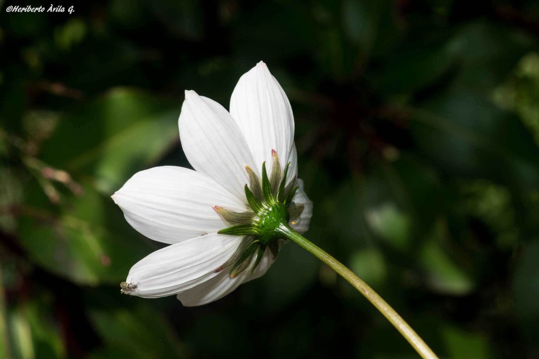 Image of Cosmos palmeri Robinson