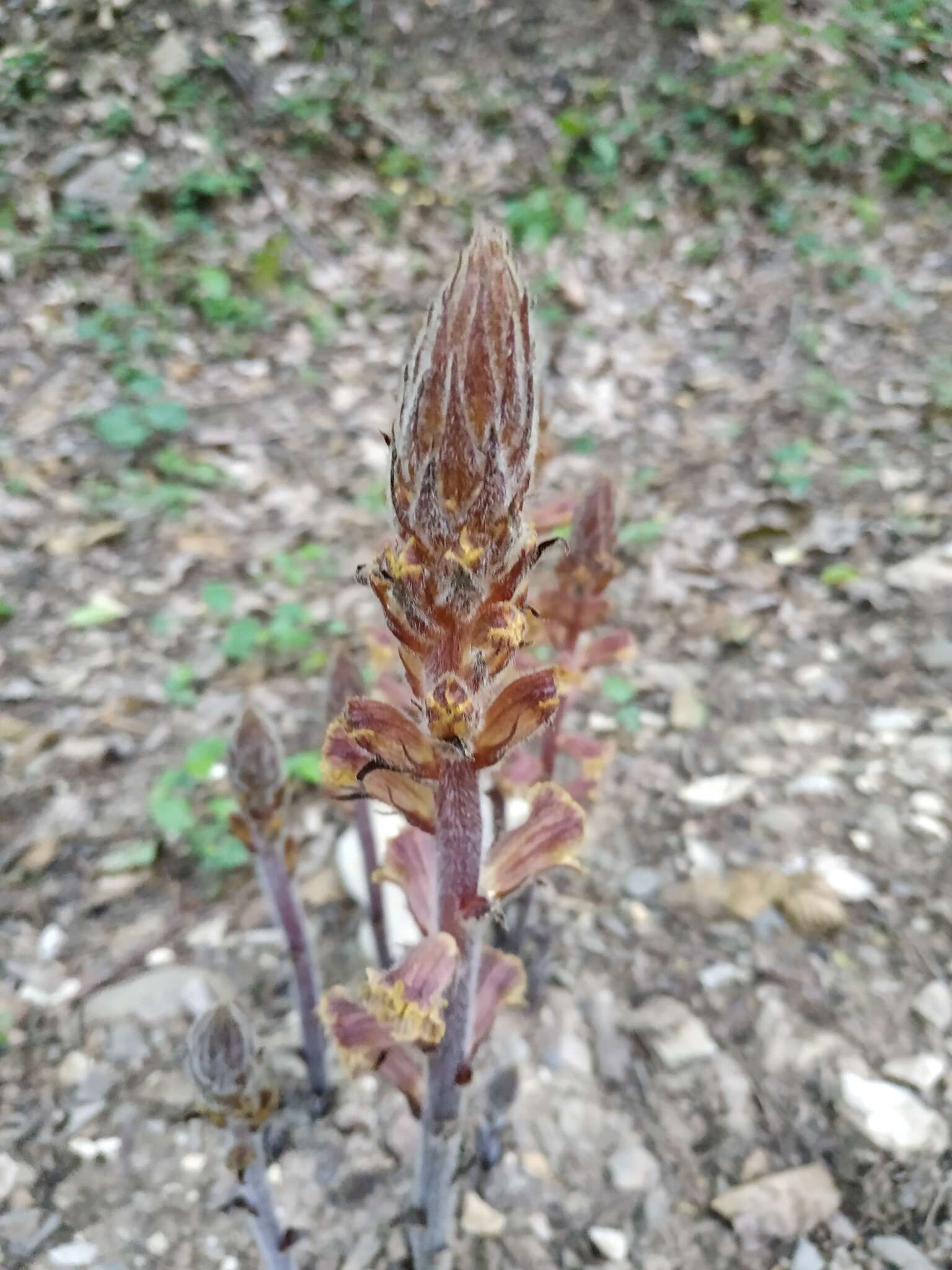 Imagem de Orobanche laxissima Uhlich & Rätzel