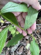 Image of Palmer's goldenrod