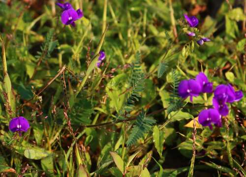 Слика од Smithia purpurea Hook.