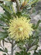 Image of Banksia obovata A. R. Mast & K. R. Thiele