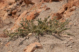 Image of Adenocarpus viscosus (Willd.) Webb & Berthel.