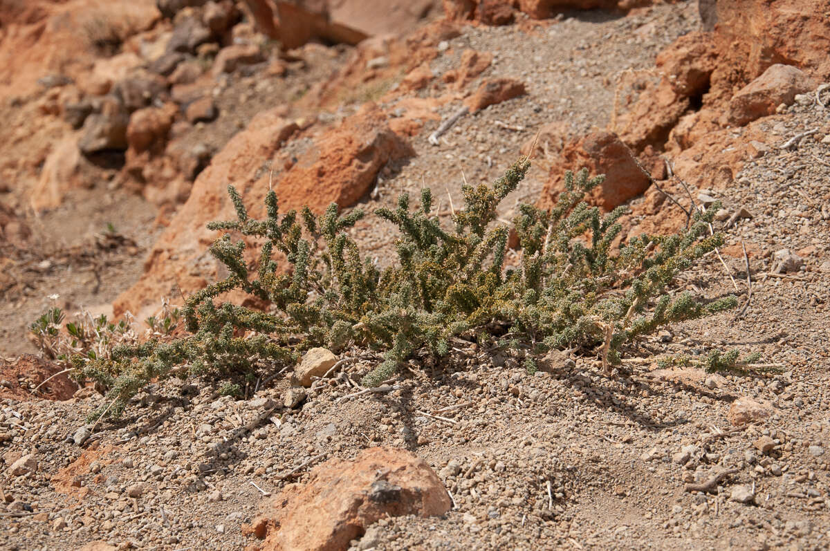 Слика од Adenocarpus viscosus (Willd.) Webb & Berthel.