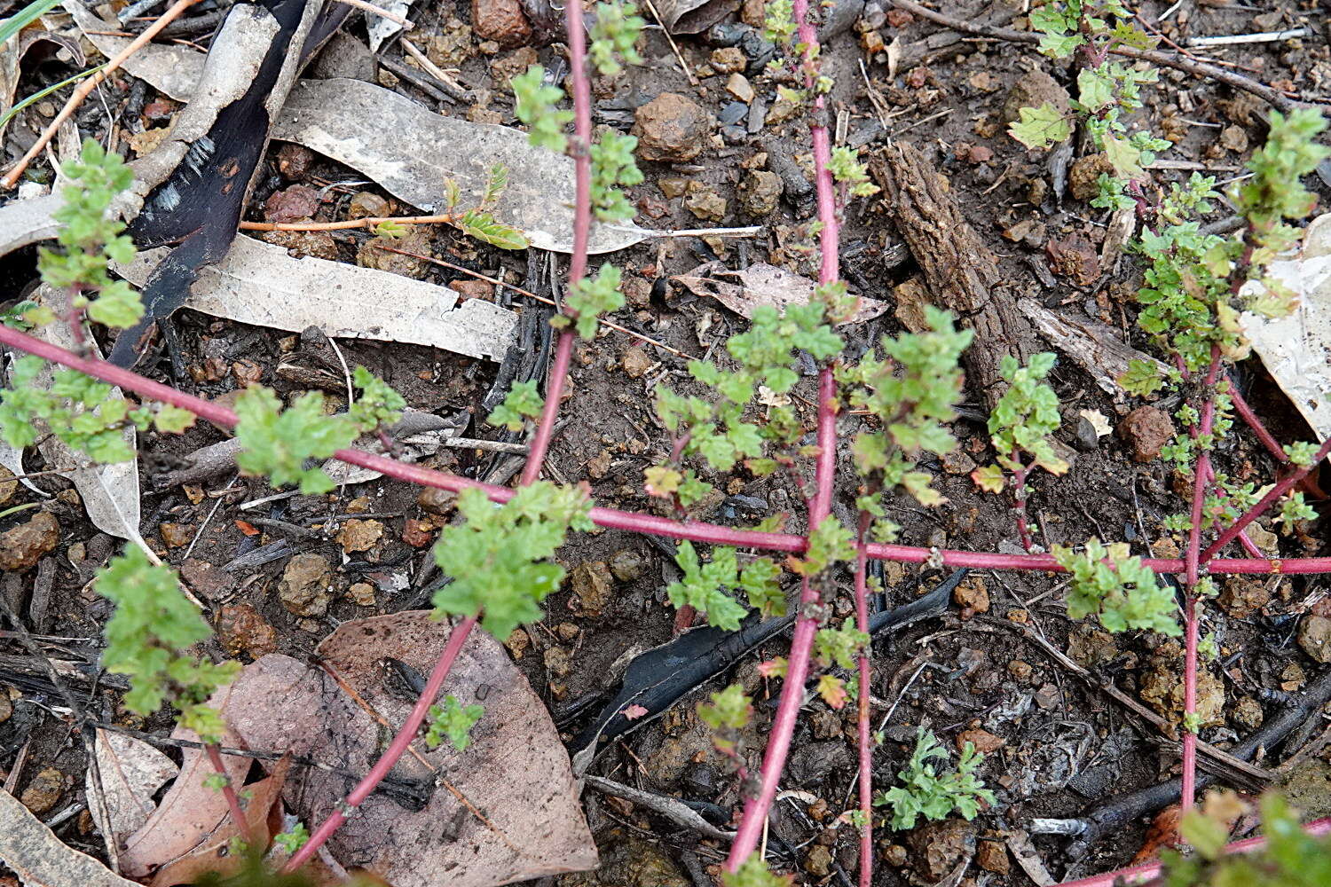 Image of keeled wormseed