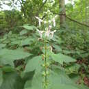 Image of Heart-Leaf Hedge-Nettle