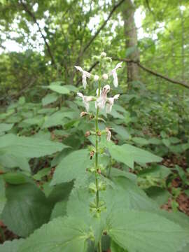 Stachys cordata Riddell的圖片