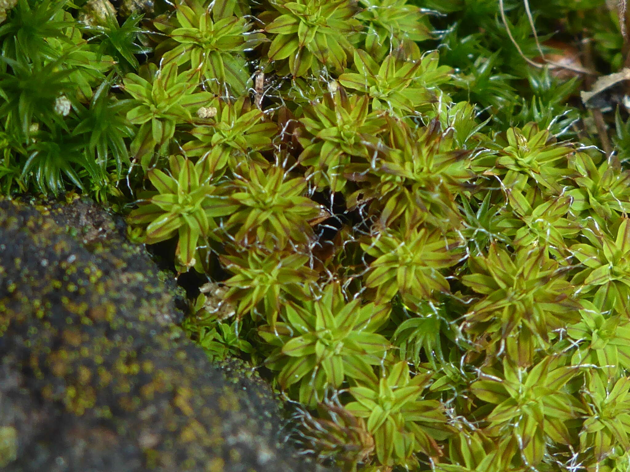 Image of great hairy screw-moss