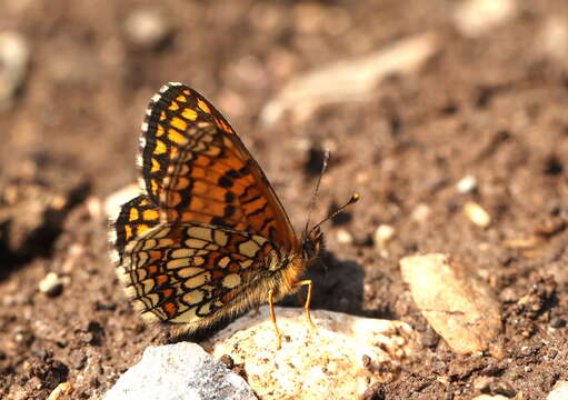 Imagem de Melitaea britomartis Assmann 1847