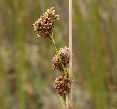 Image de Juncus pallidus R. Br.