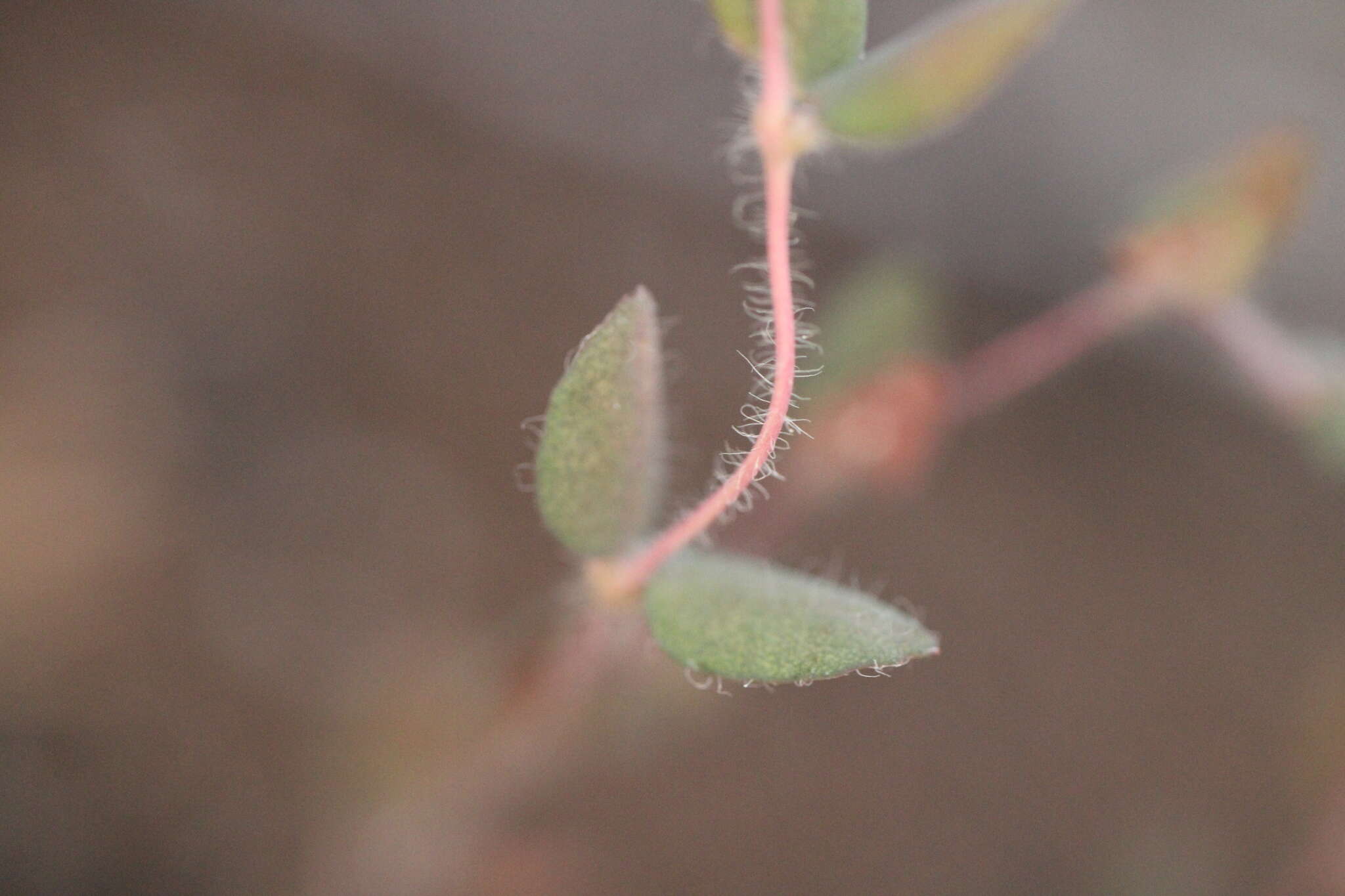 صورة Euphorbia villifera Scheele