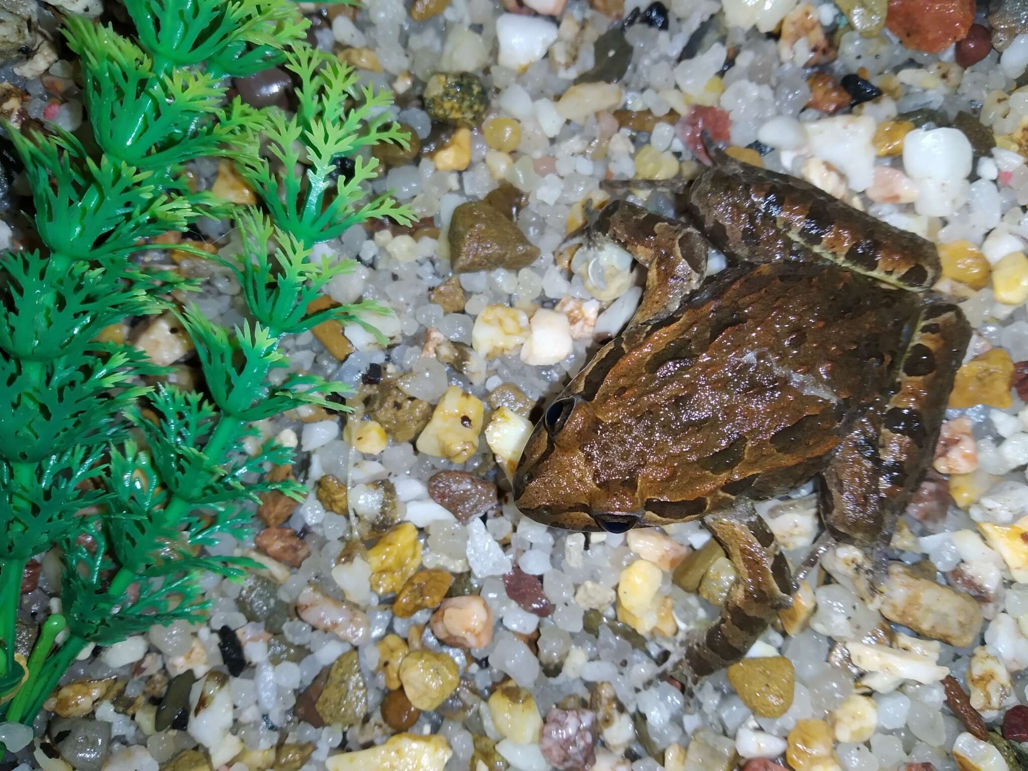 Image of Iberian Painted Frog