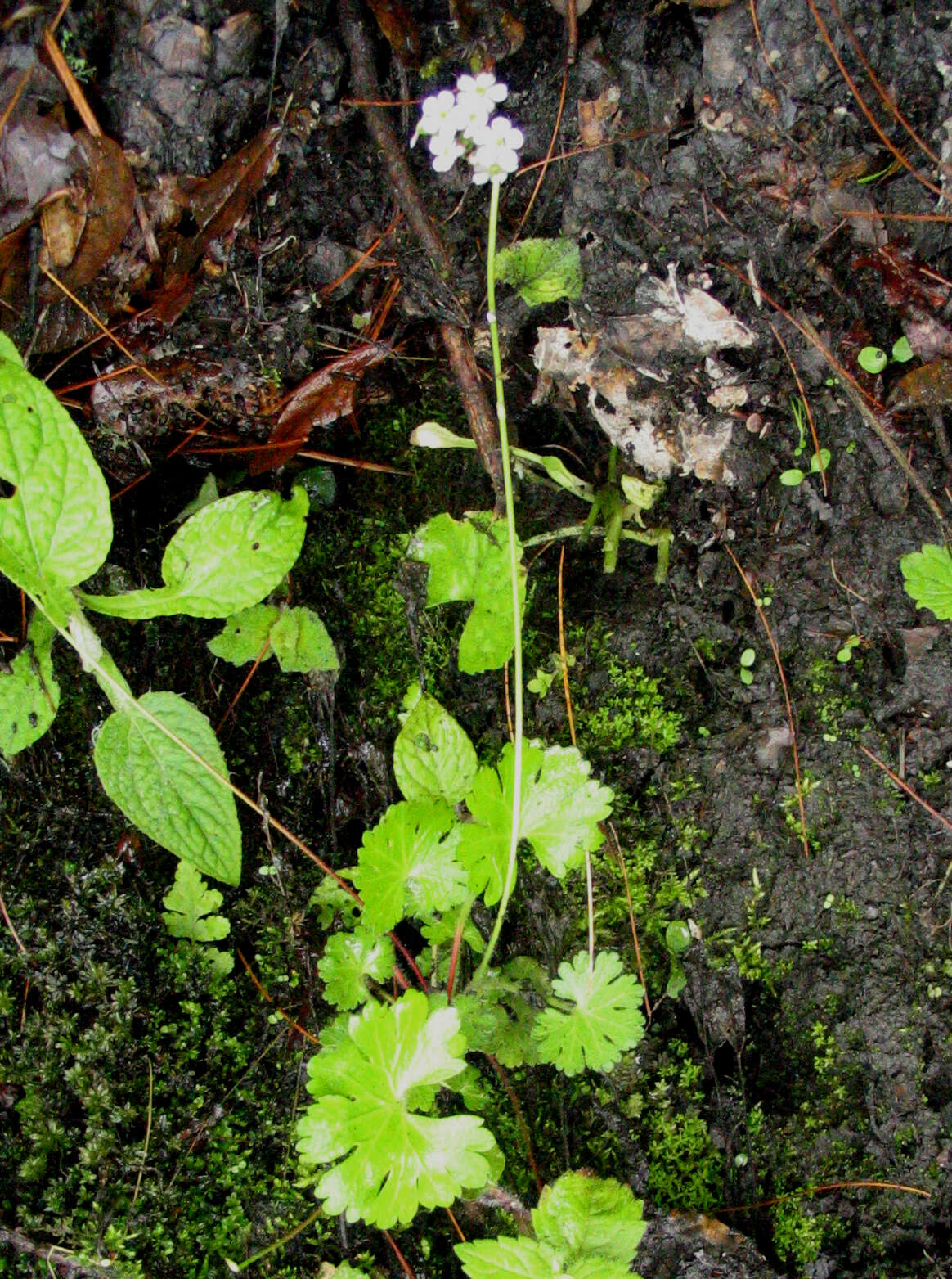 Image of Androsace geraniifolia Watt