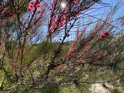 Image of Allocasuarina emuina L. A. S. Johnson