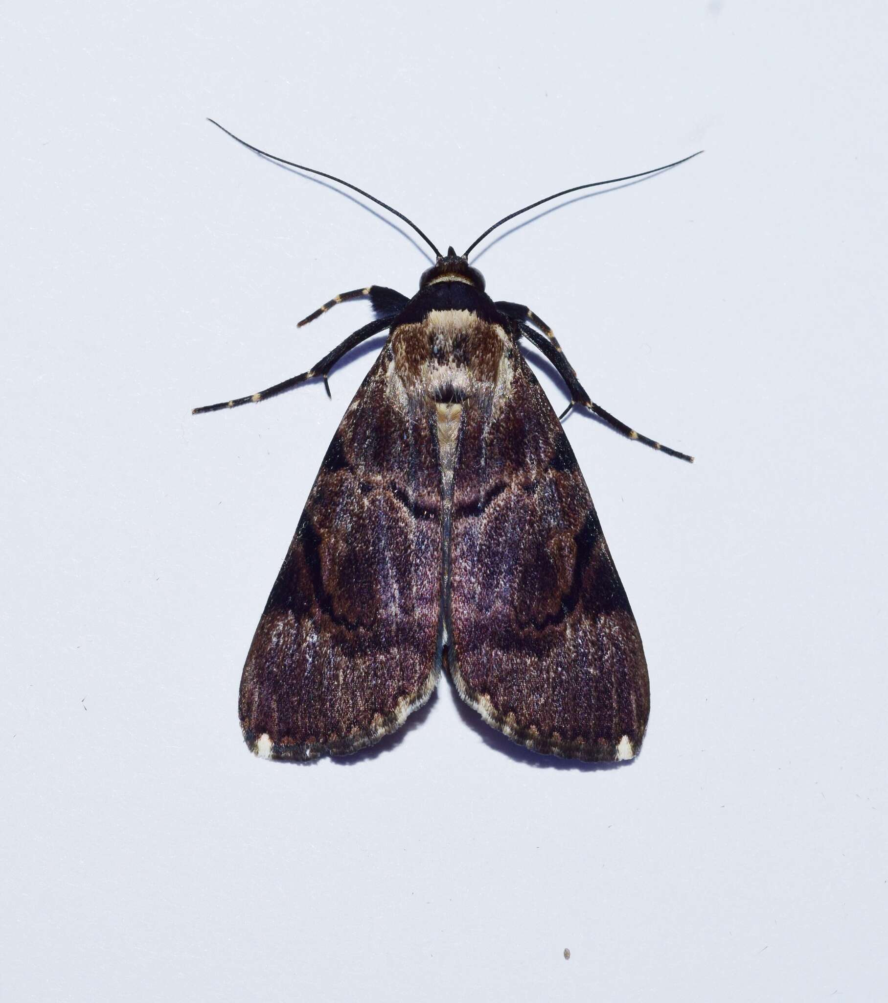 Audea bipunctata Walker 1857的圖片