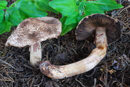 Image of Agaricus fuscovelatus Kerrigan 1985