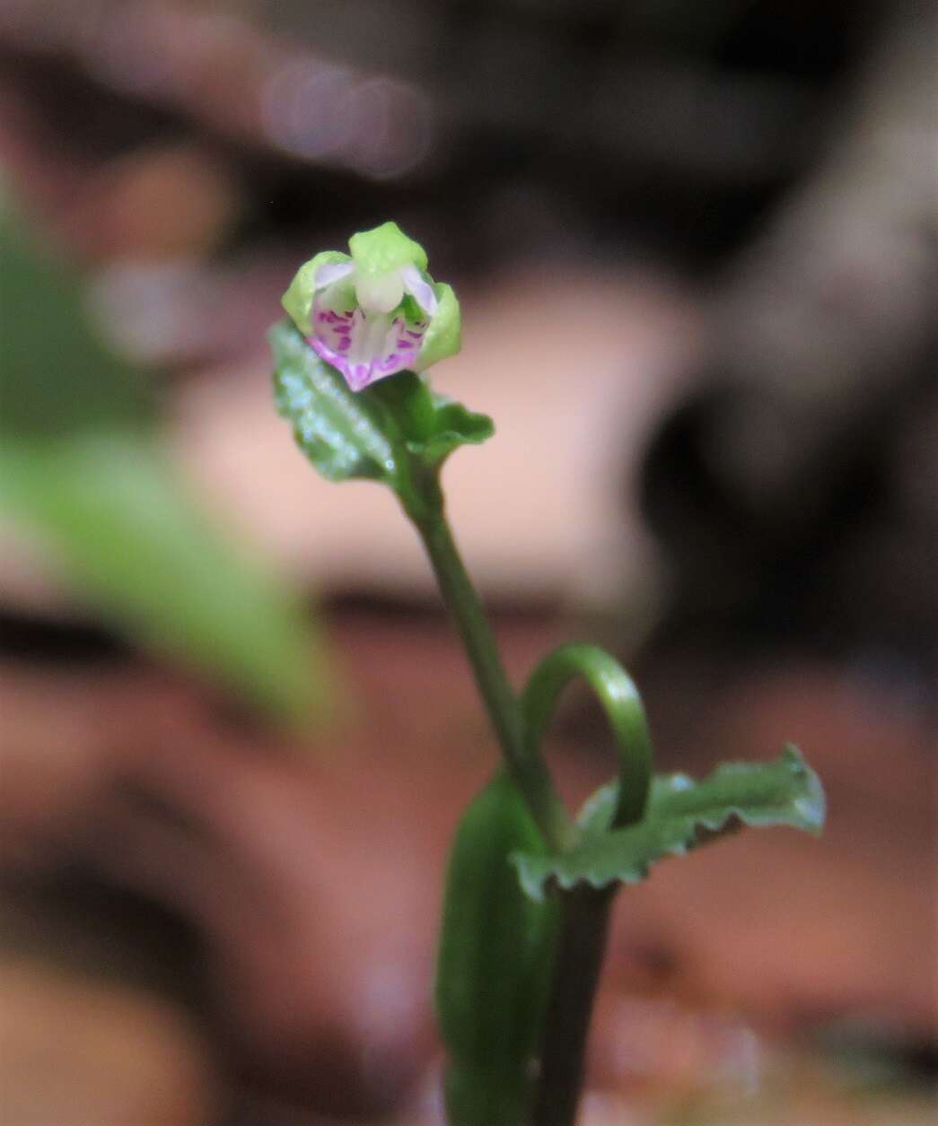 Image of Nodding-caps Orchid