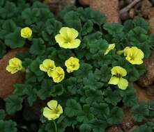 Image de Oxalis lasiorrhiza Salter