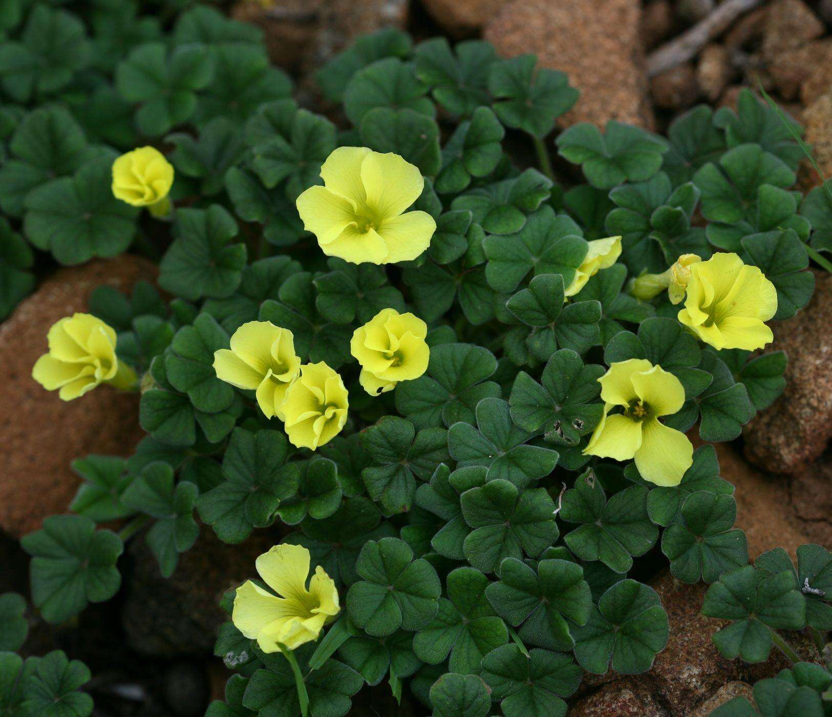 Image of Oxalis lasiorrhiza Salter