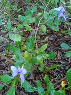 صورة Barleria phillyreifolia Baker