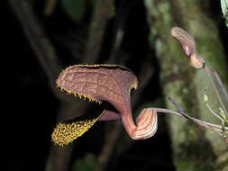 Image of Aristolochia wankeana