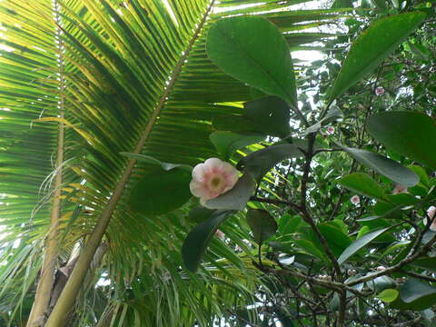 Image of Clusia grandiflora Splitg.