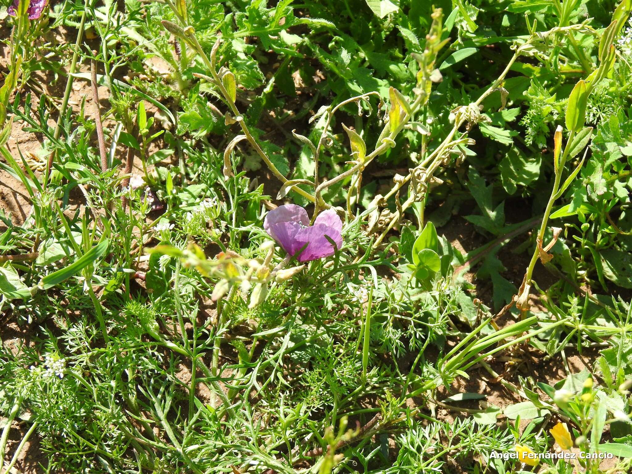 Roemeria hybrida (L.) DC.的圖片