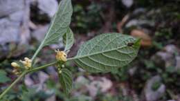 Image of Witheringia mexicana (B. L. Robinson) A. T. Hunziker