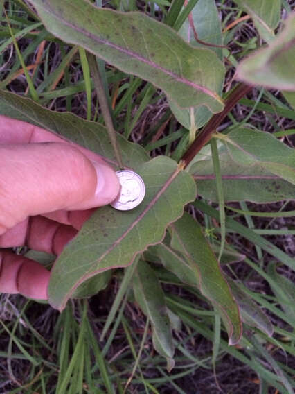 صورة Asclepias viridis Walt.