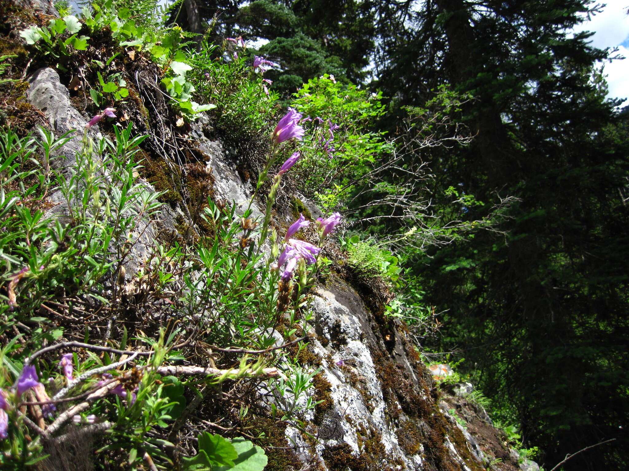 Image of Bush Penstemon