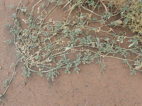 Image of African Wild Cucumber