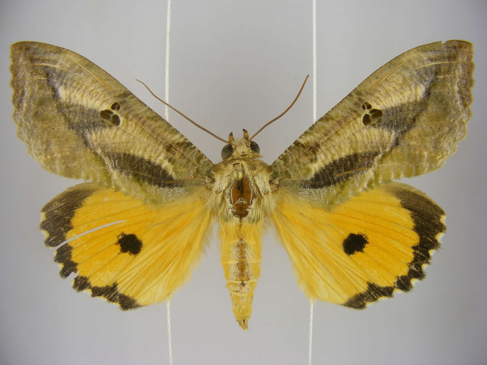 Image of Eudocima materna (Linnaeus 1767)