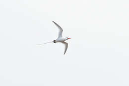 Image of Red-billed Tropicbird