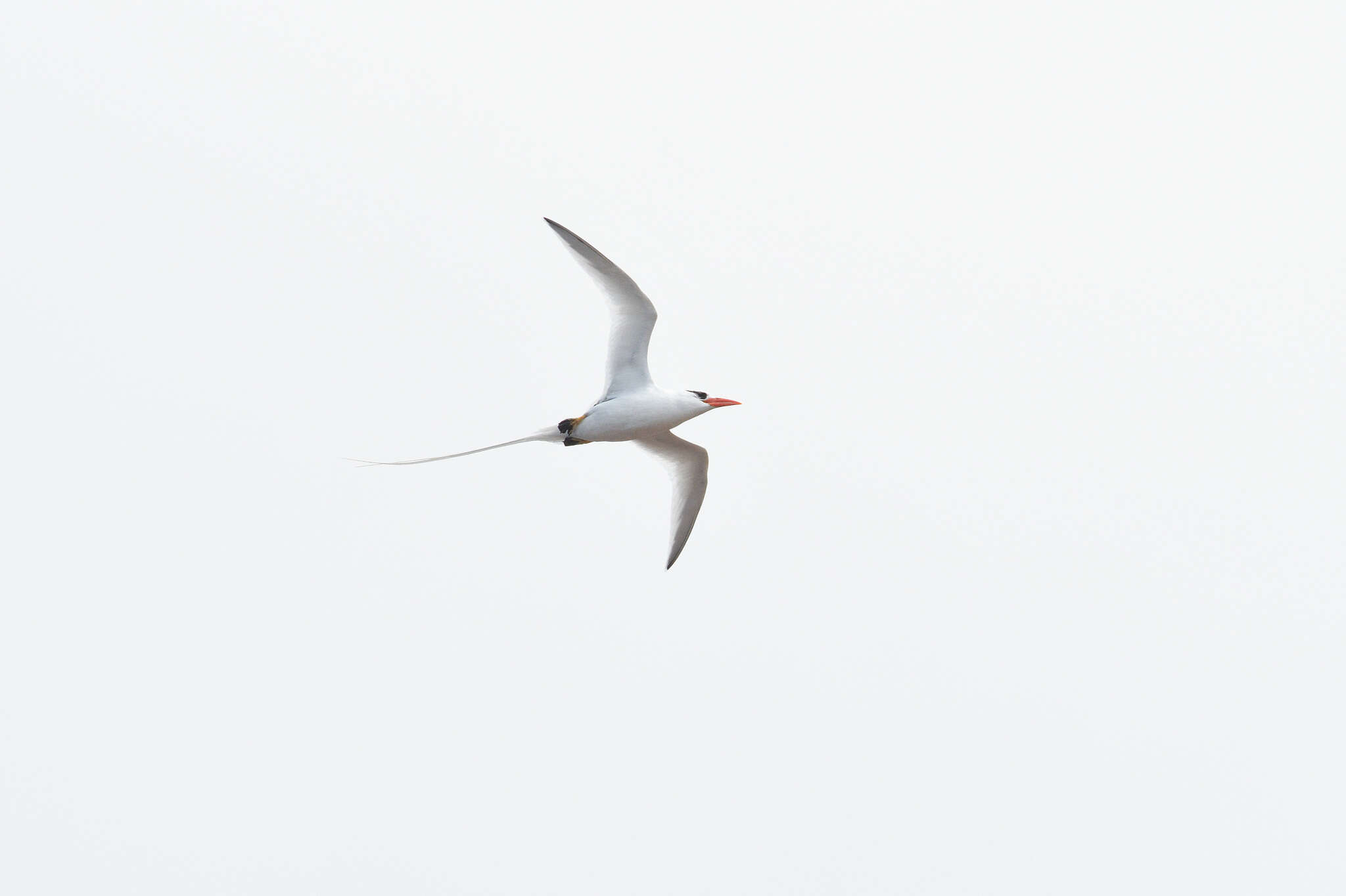 Image of Red-billed Tropicbird