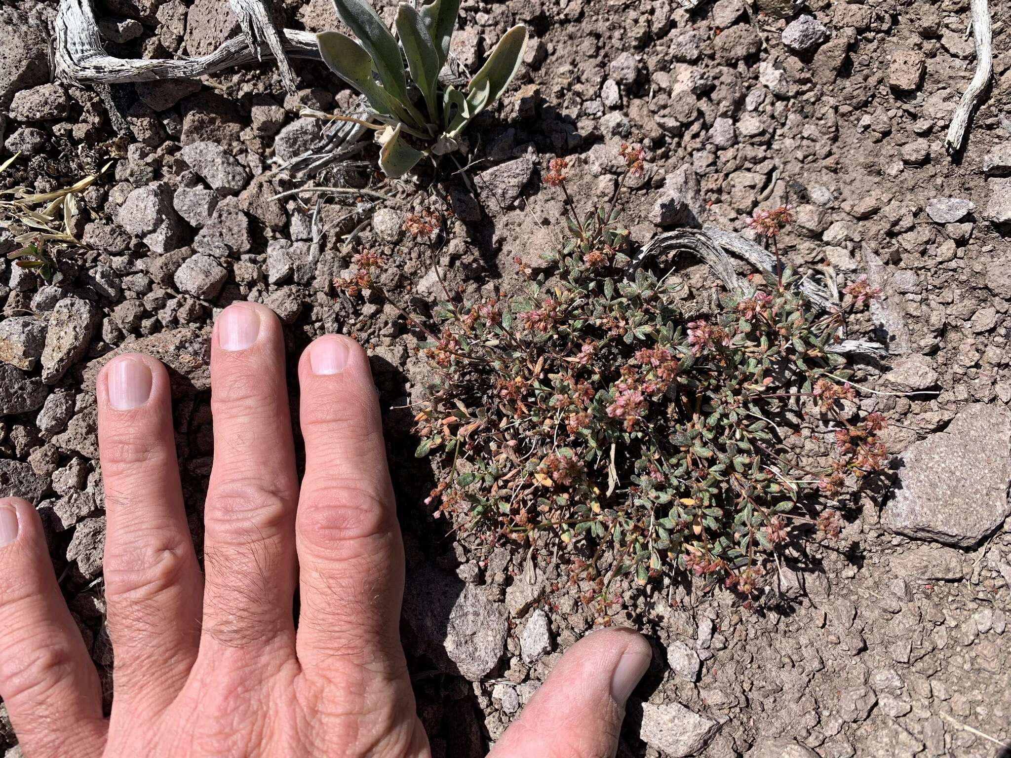 Image of Eriogonum microtheca var. alpinum Reveal