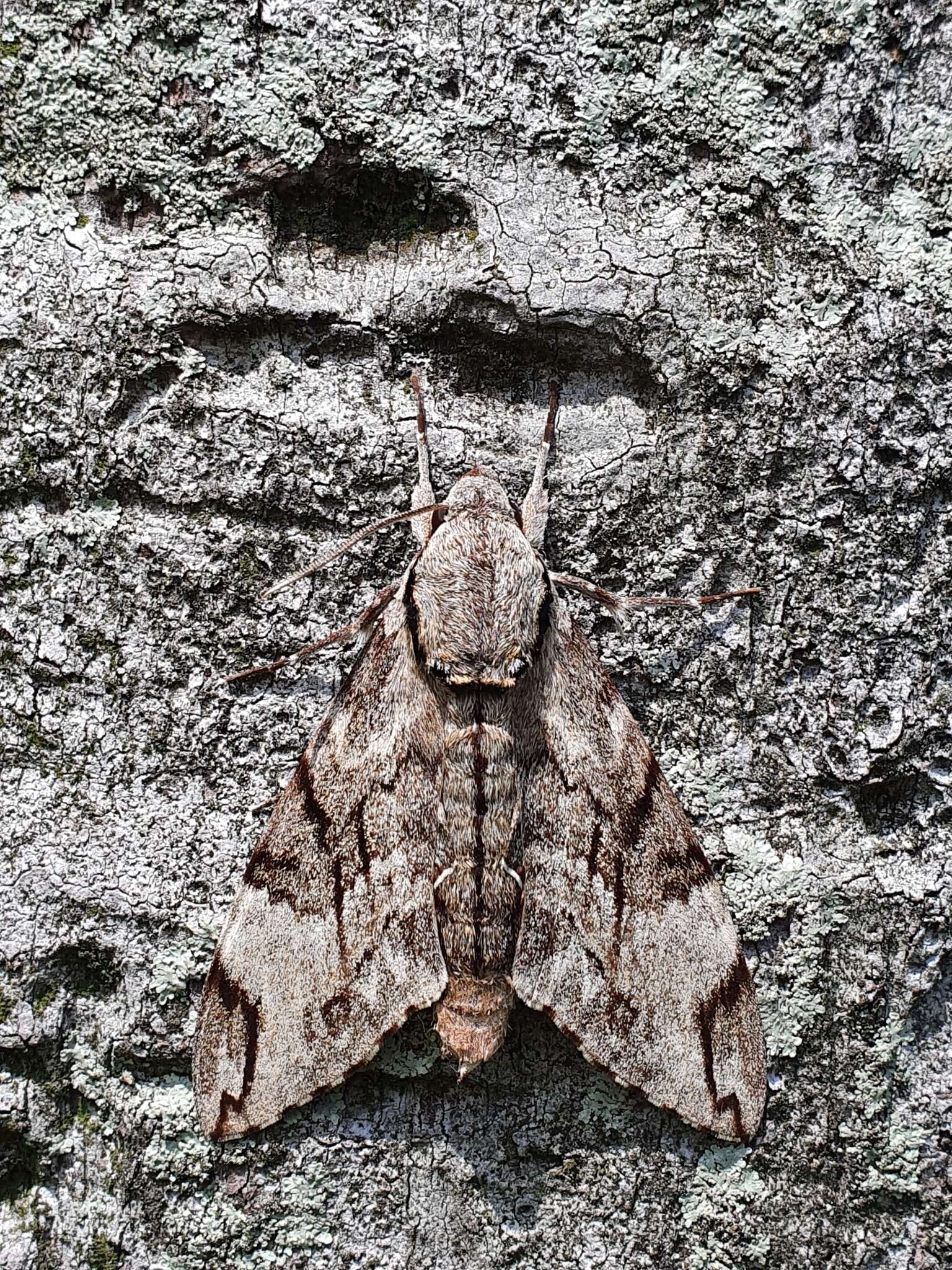 Image of Gray hawk moth