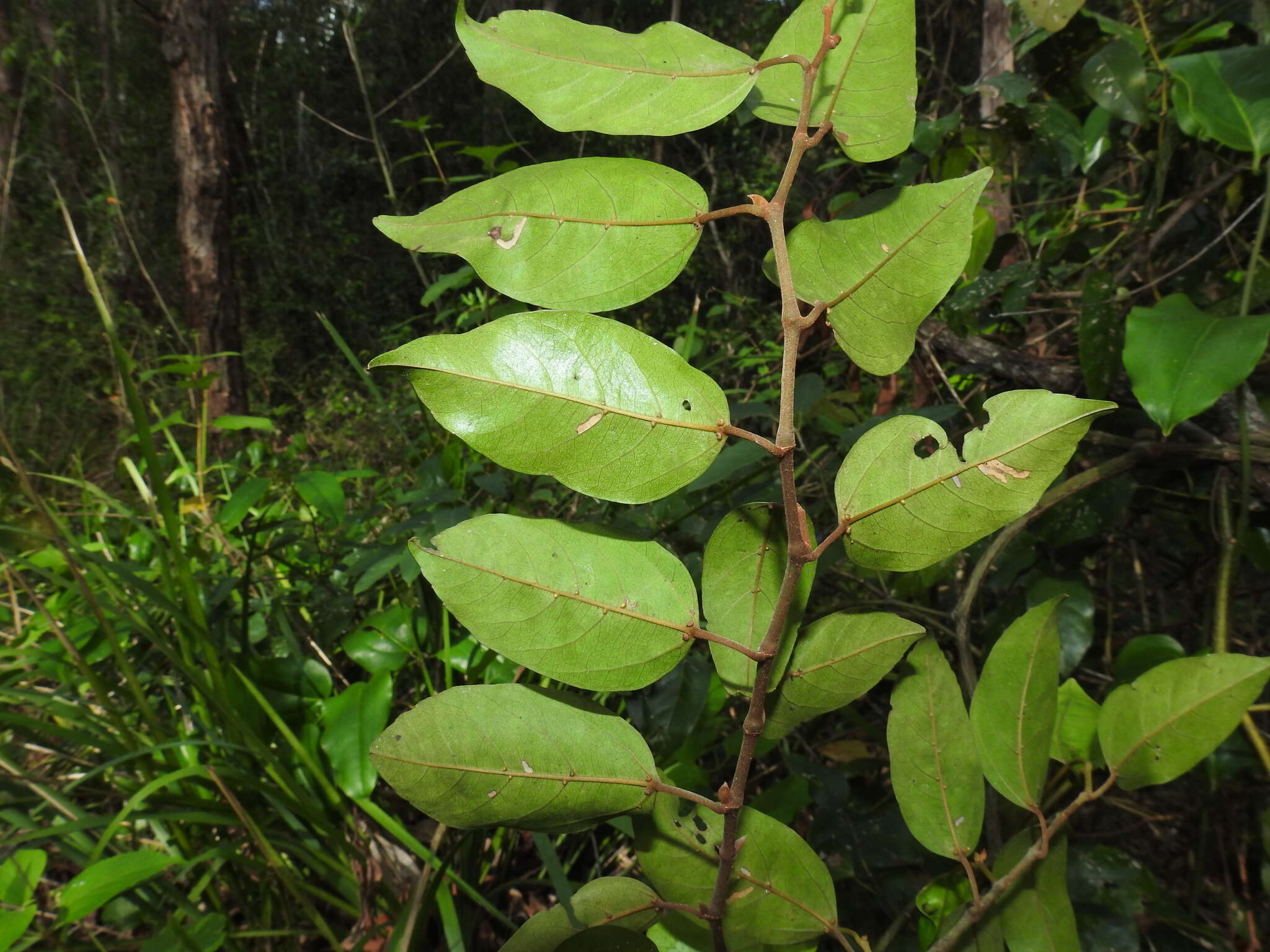 Image de Cissus oblonga (Benth.) Planchon