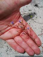 Imagem de Wahlenbergia paniculata (L. fil.) A. DC.