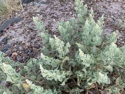 Image of sack saltbush