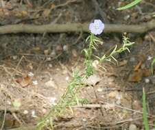 Image of meadow flax