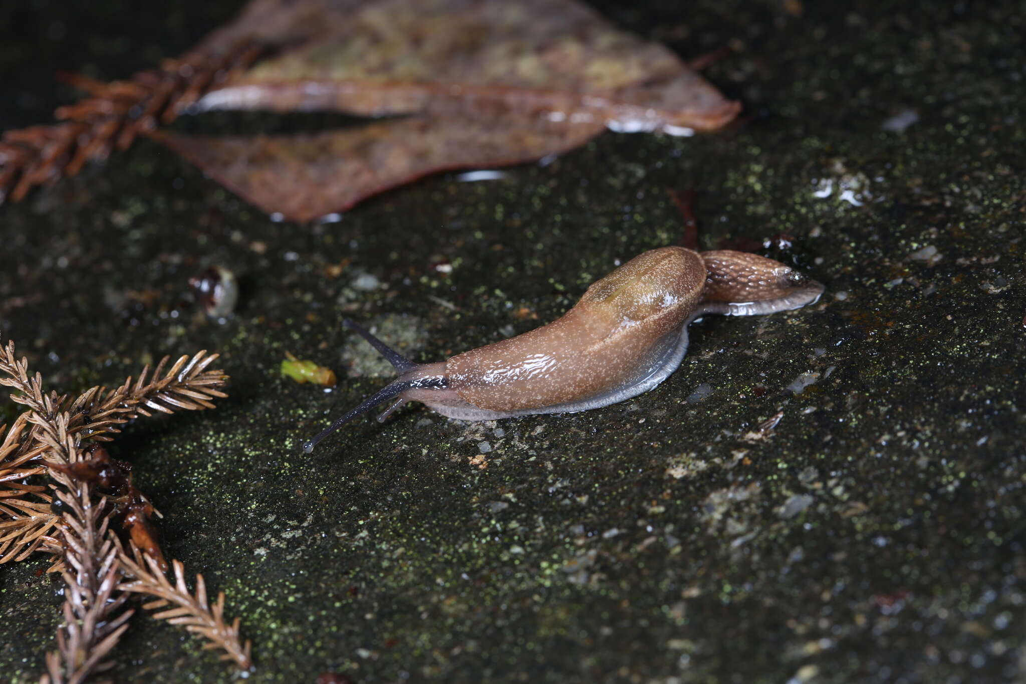 Image of Yellow-shelled semi-slugs