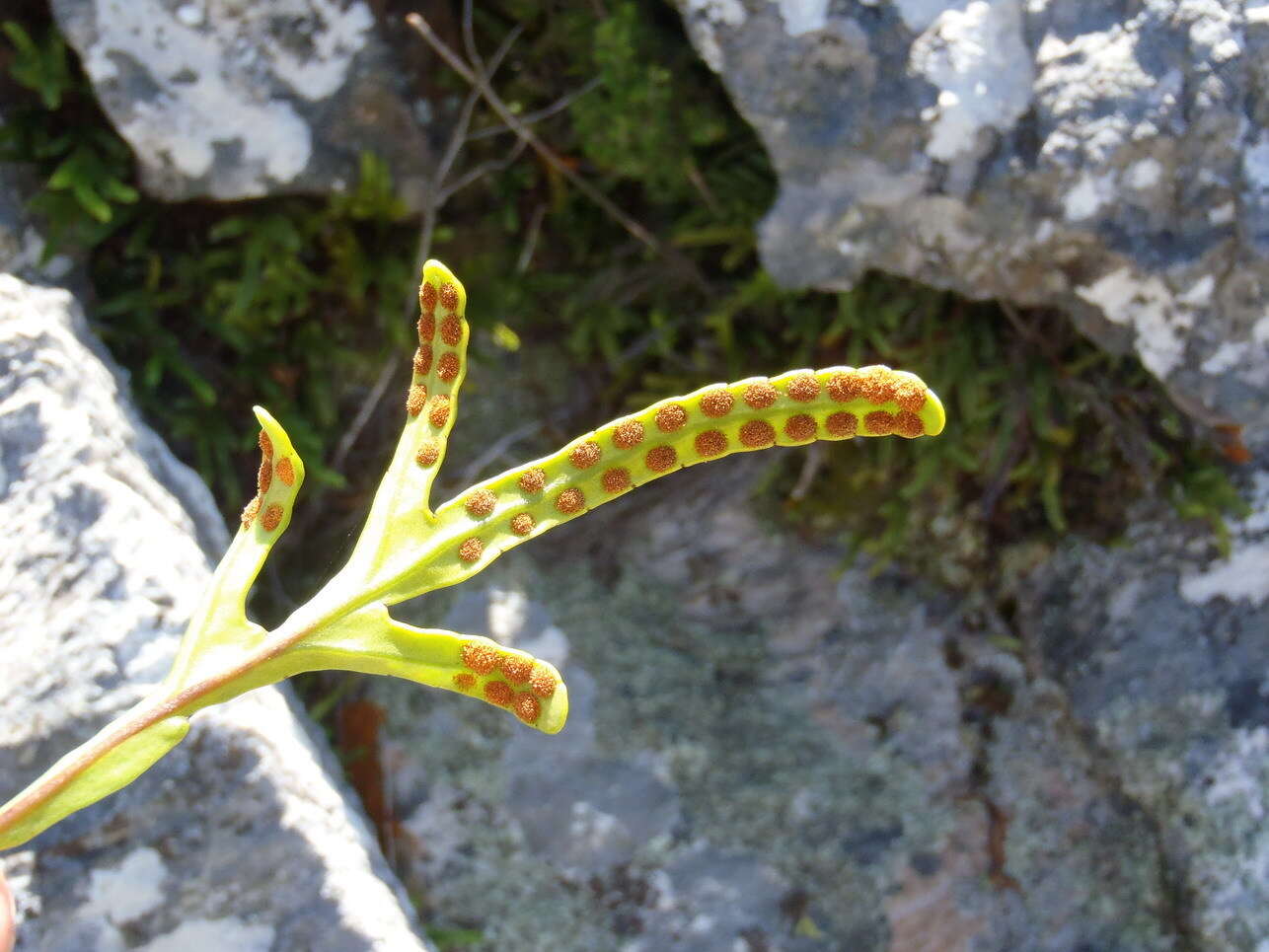 Image of Polypodium ensiforme Thunb.