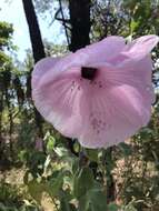 Imagem de <i>Hibiscus menzeliae</i>