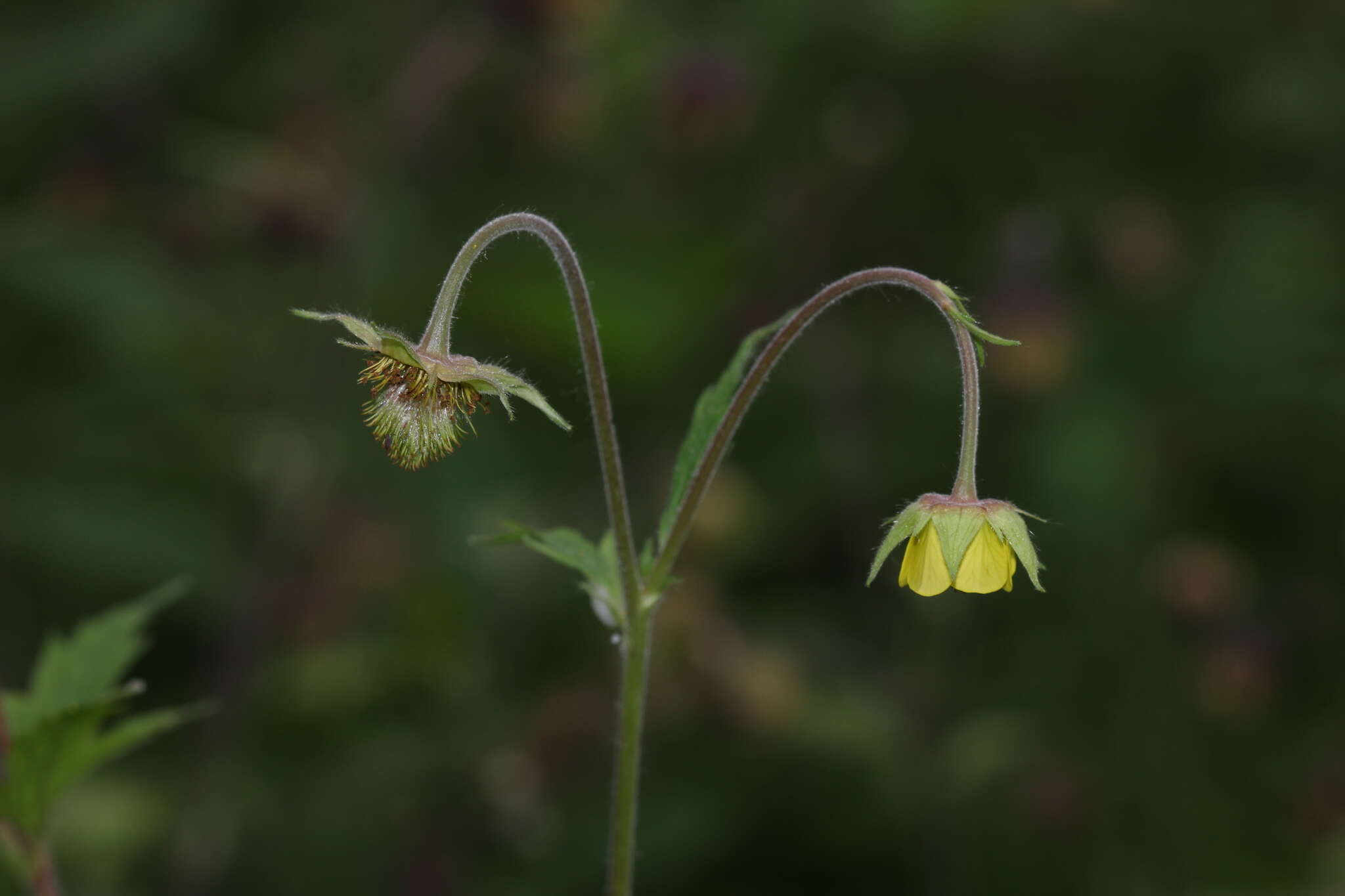 Image of Geum intermedium Ehrh.