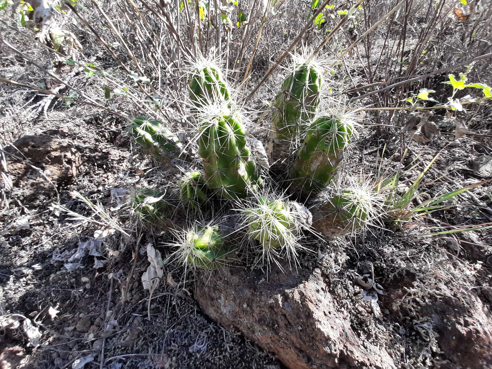 Image de Echinocereus cinerascens subsp. cinerascens